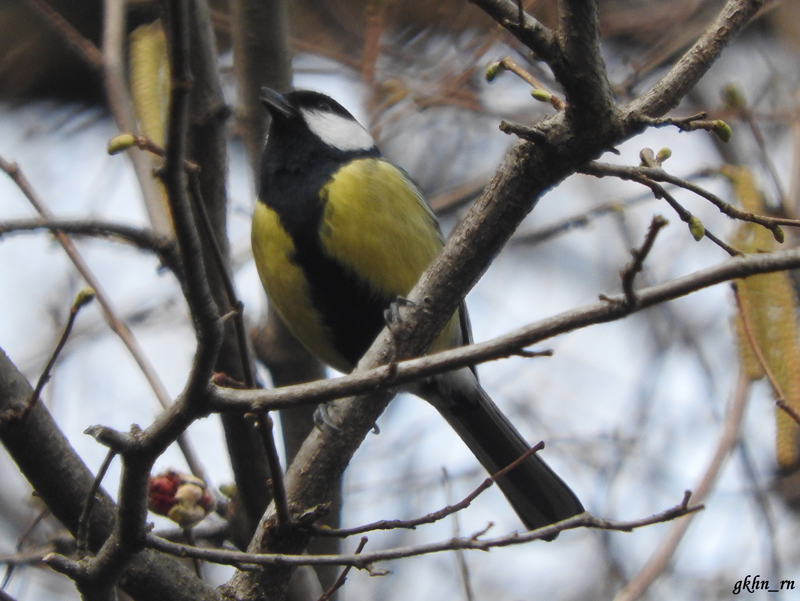 Great Tit