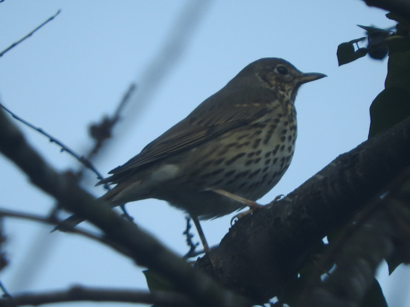 Song Thrush