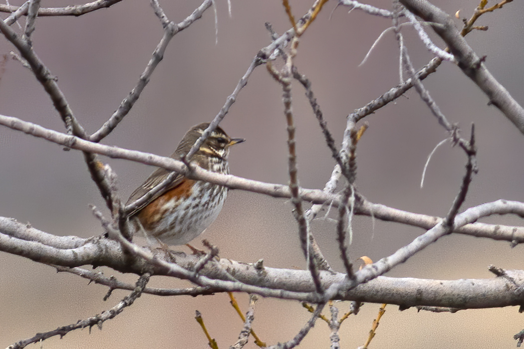 Redwing