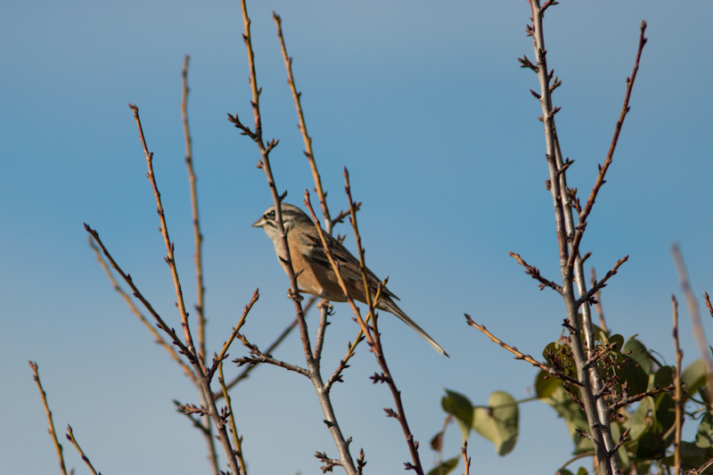 Rock Bunting
