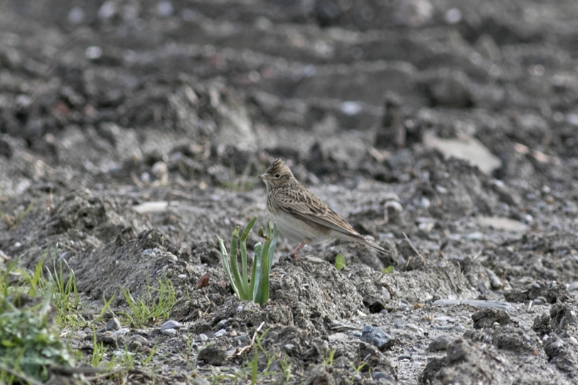 Eurasian Skylark