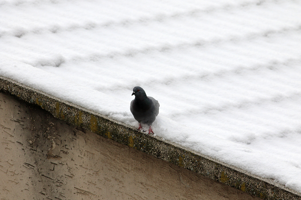 Rock Dove