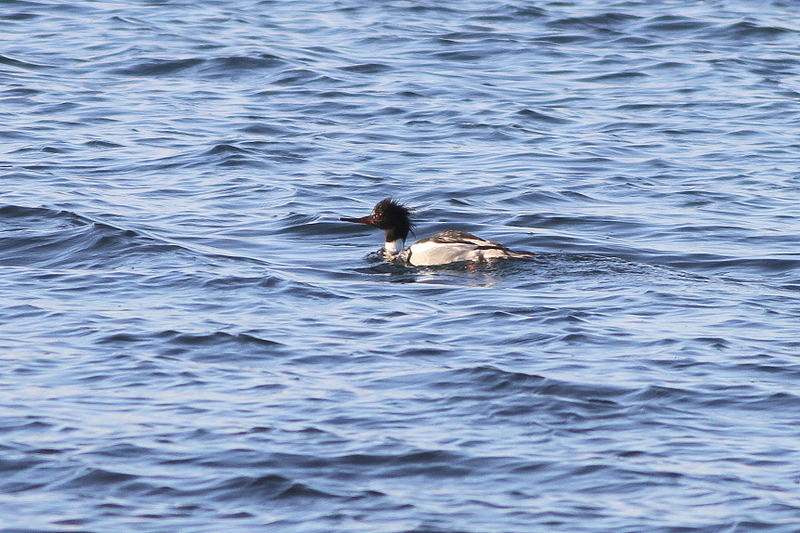 Red-breasted Merganser
