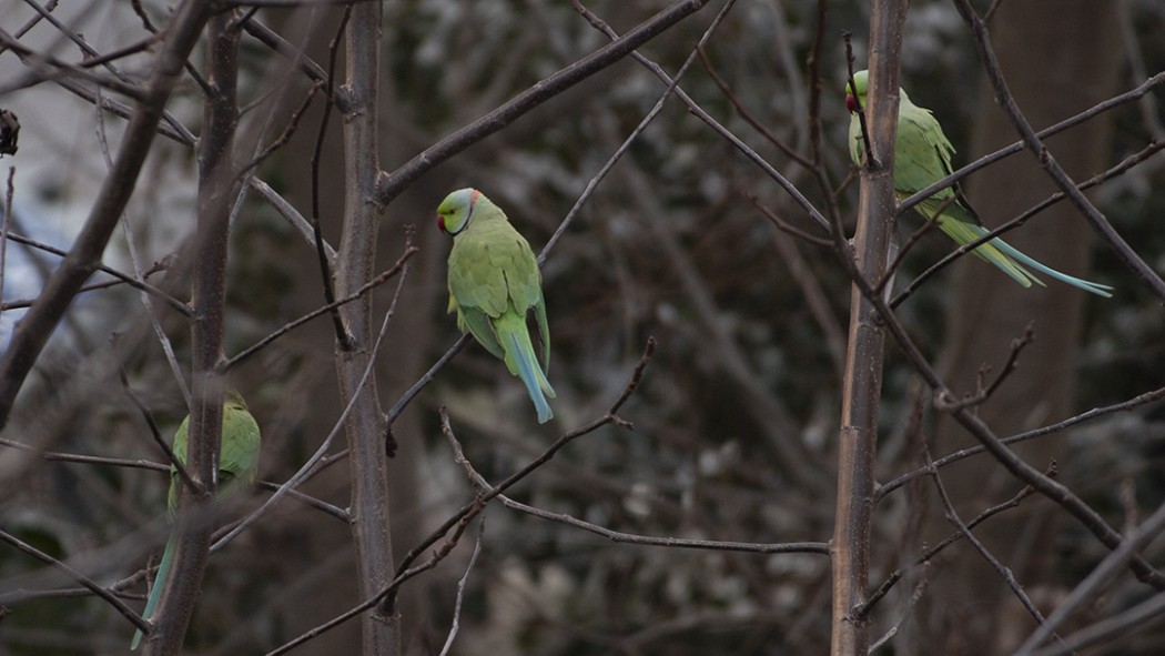 Rose-ringed Parakeet