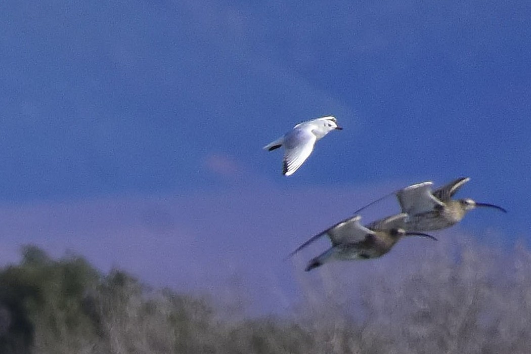 Eurasian Curlew