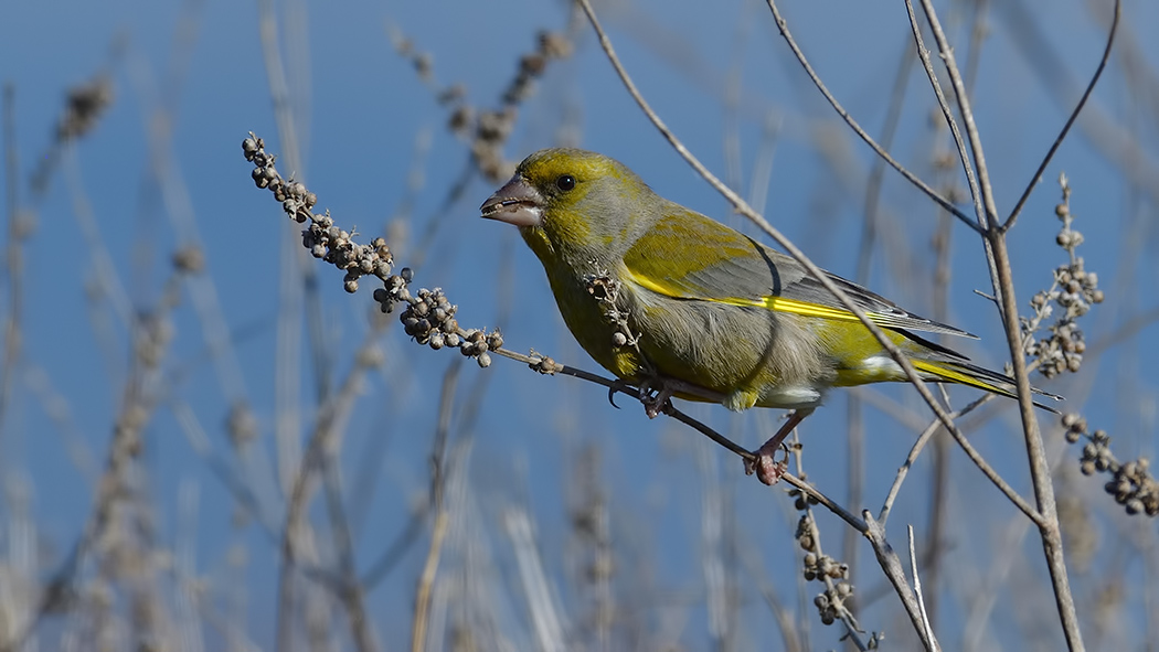 European Greenfinch