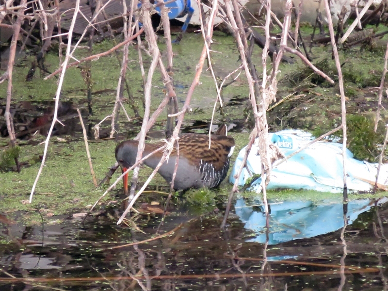 Water Rail