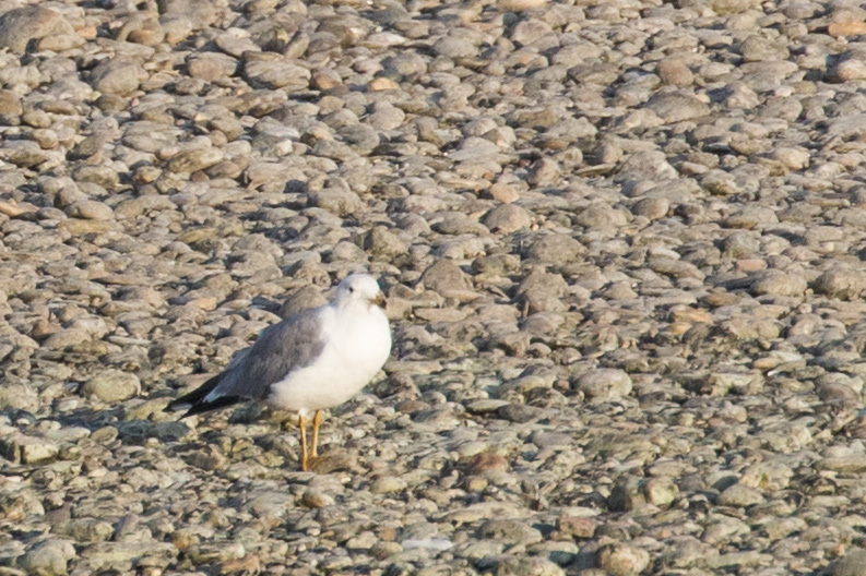 Armenian Gull