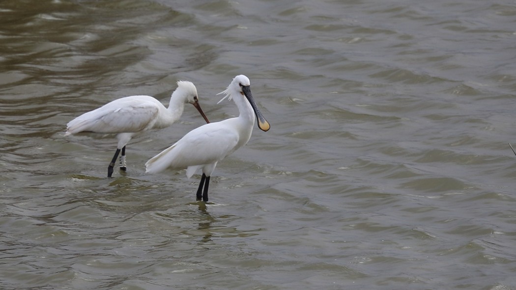 Eurasian Spoonbill