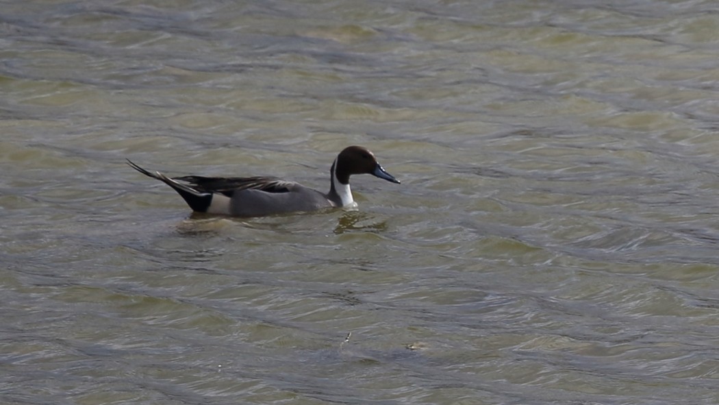 Northern Pintail