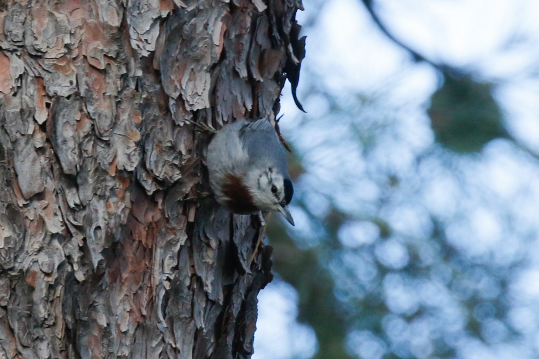 Krüper`s Nuthatch