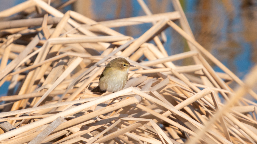 Common Chiffchaff
