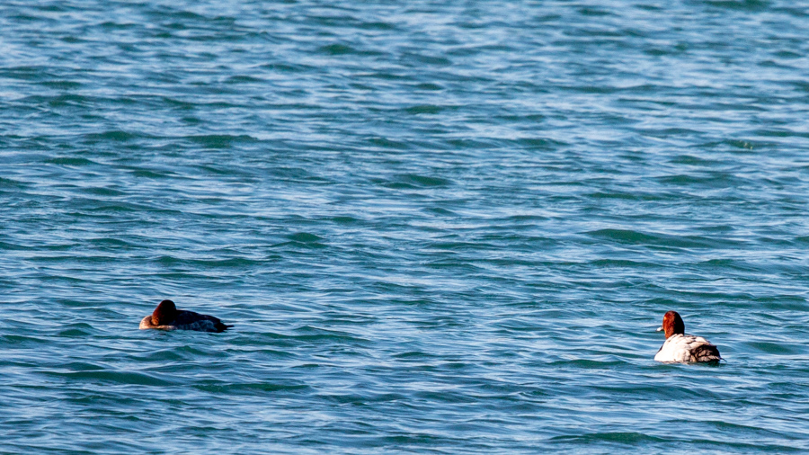 Common Pochard