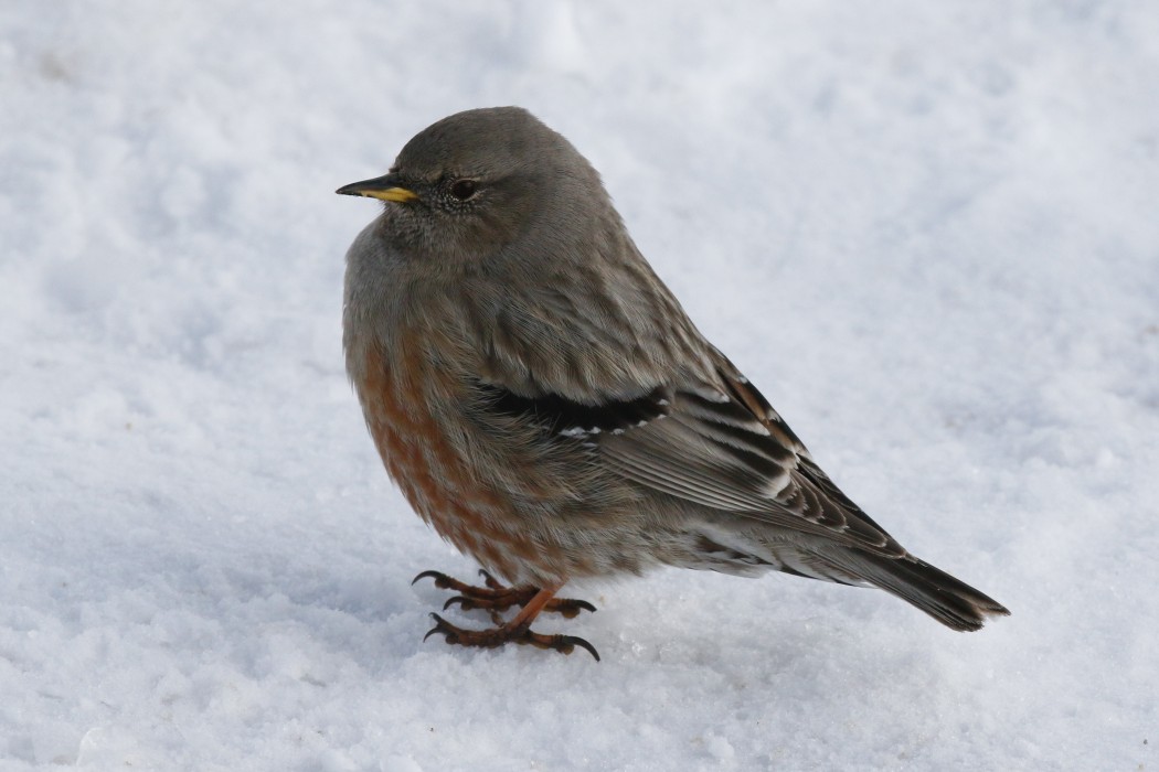 Alpine Accentor