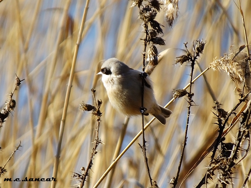 Eurasian Penduline Tit