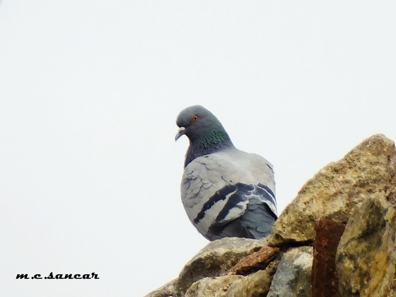 Rock Dove