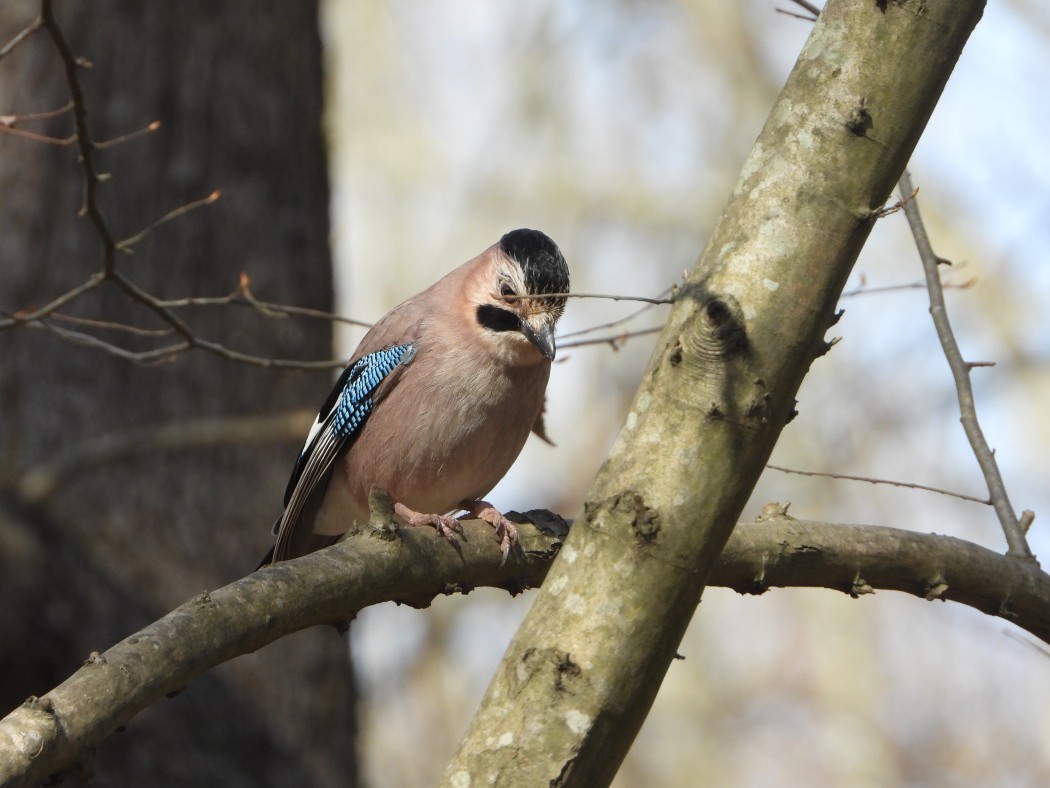 Eurasian Jay