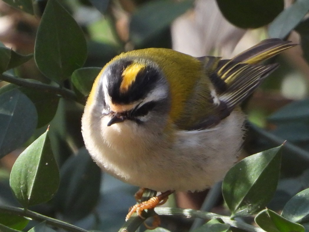 Common Firecrest