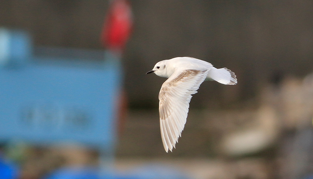 Little Gull