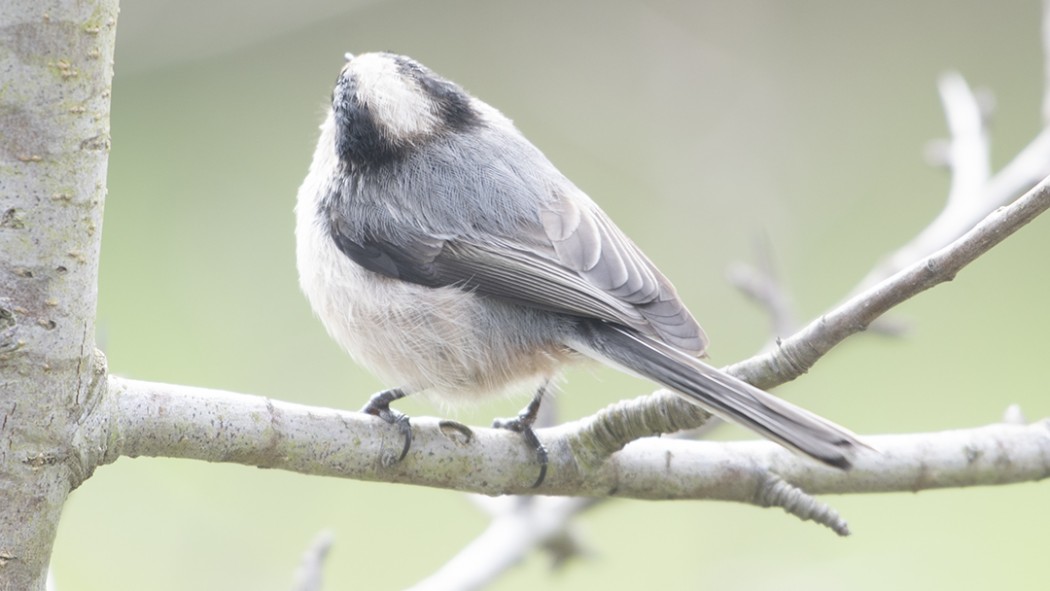 Long-tailed Tit