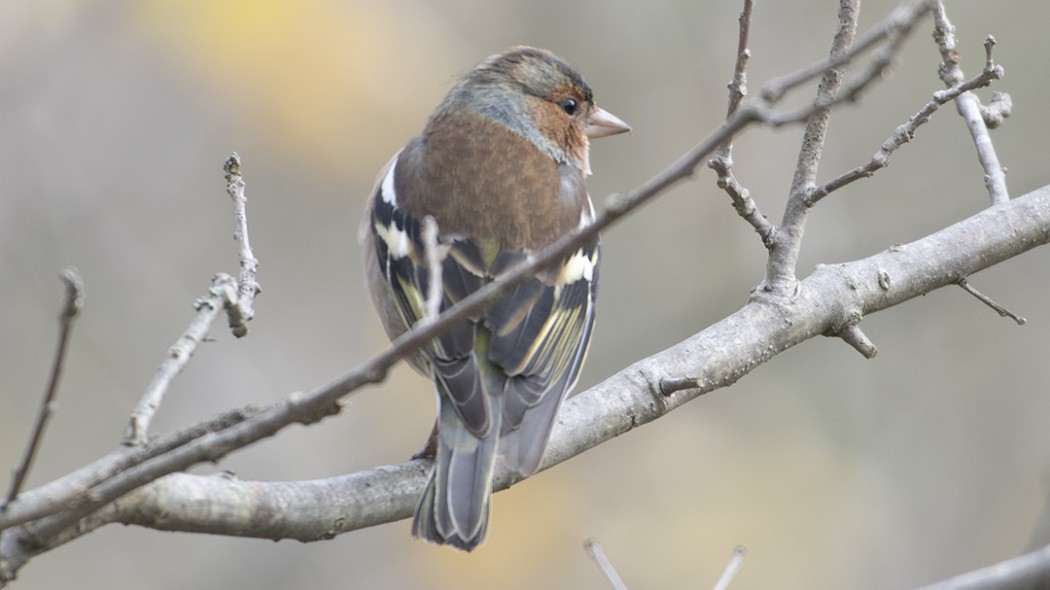 Common Chaffinch