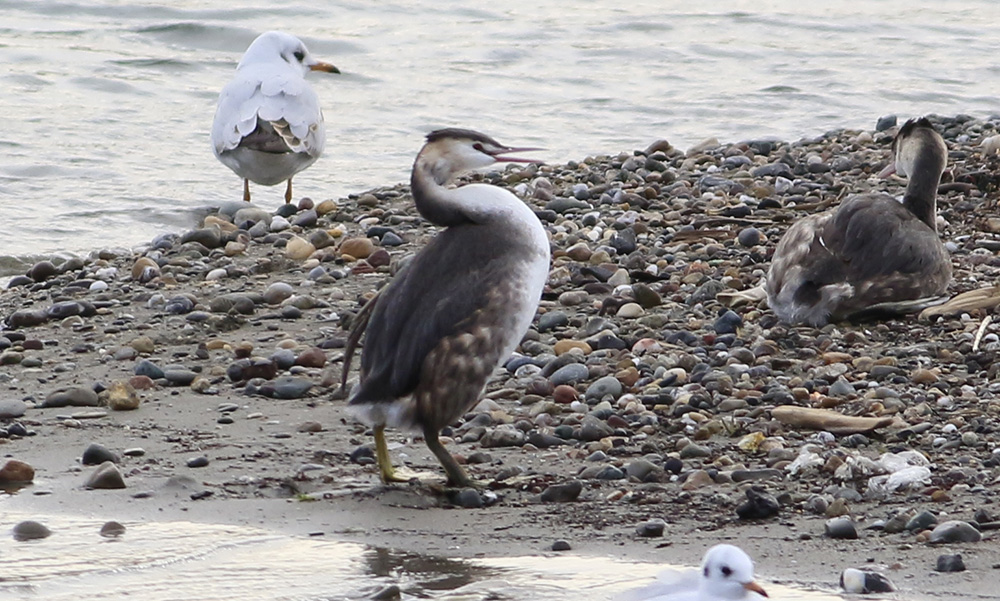 Great Crested Grebe