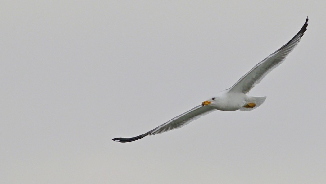 Armenian Gull