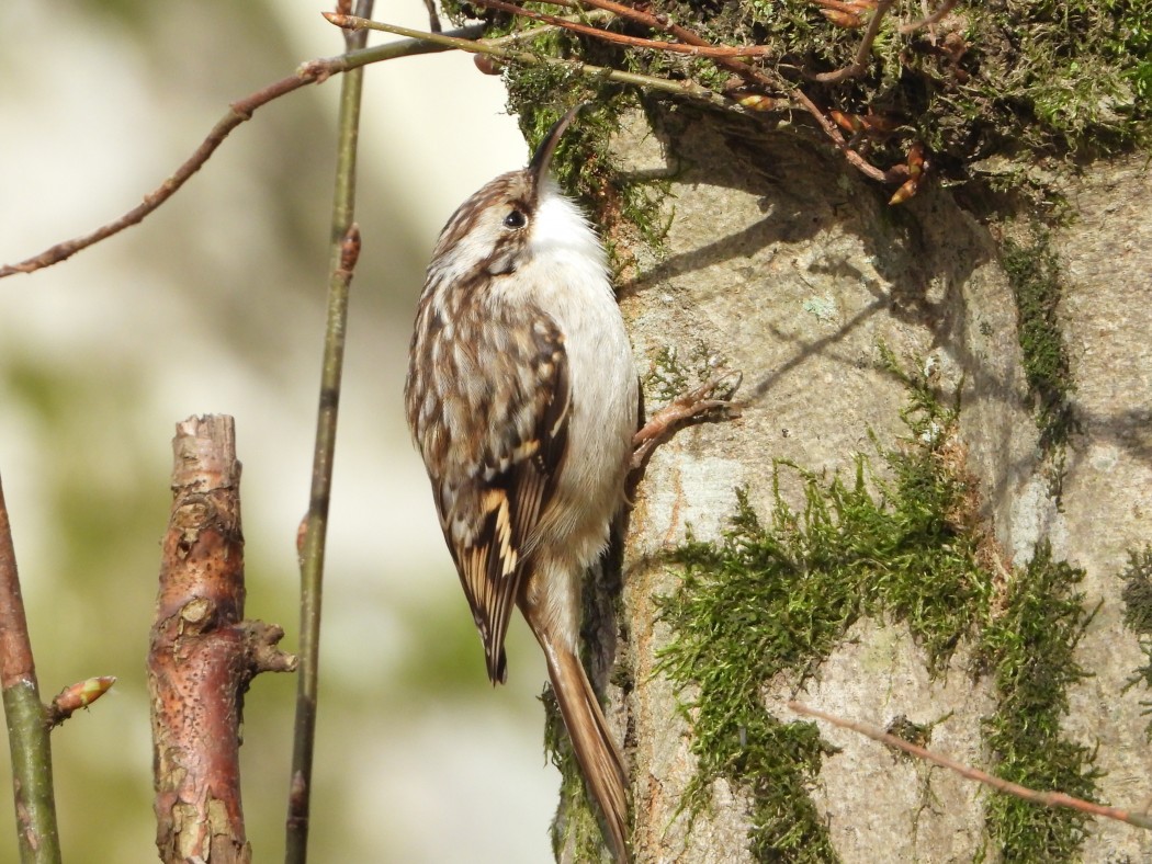 Short-toed Treecreeper
