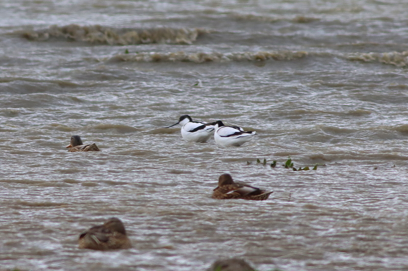 Pied Avocet