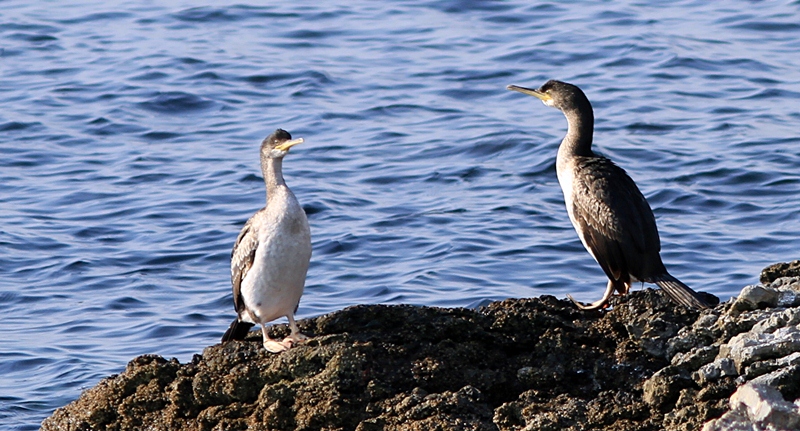 European Shag