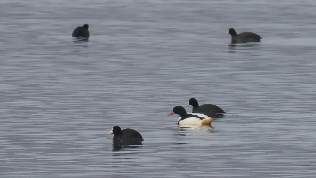 Common Shelduck