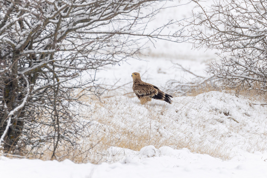 Eastern Imperial Eagle