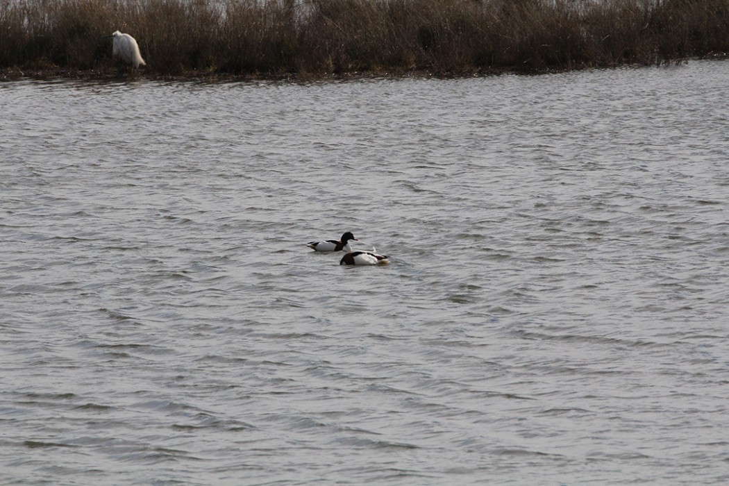 Common Shelduck