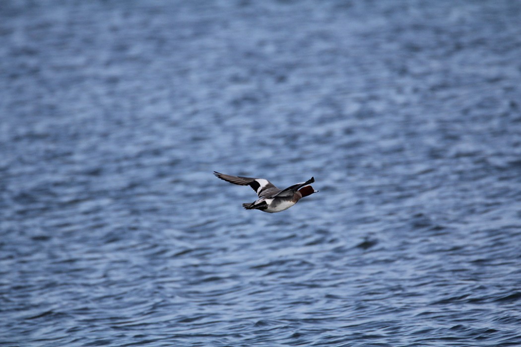 Eurasian Wigeon