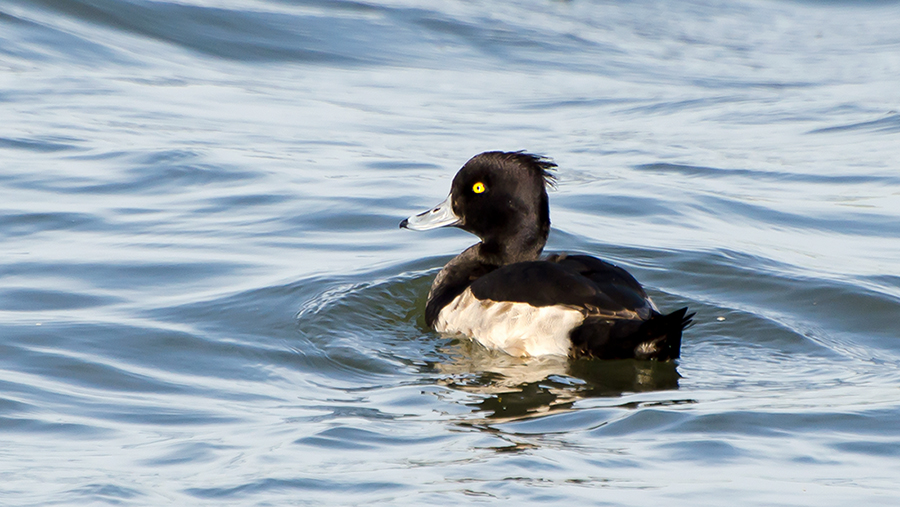 Tufted Duck