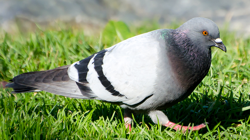Rock Dove