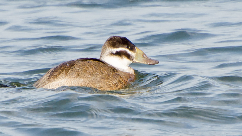 White-headed Duck