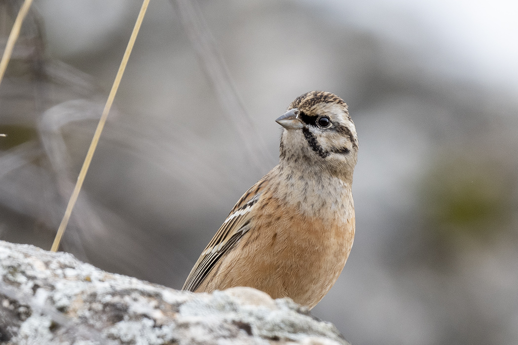 Rock Bunting