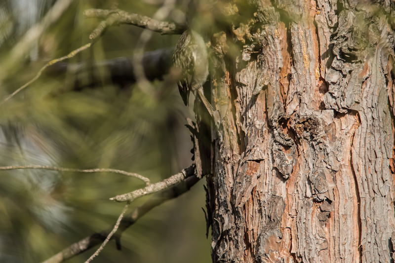 Short-toed Treecreeper