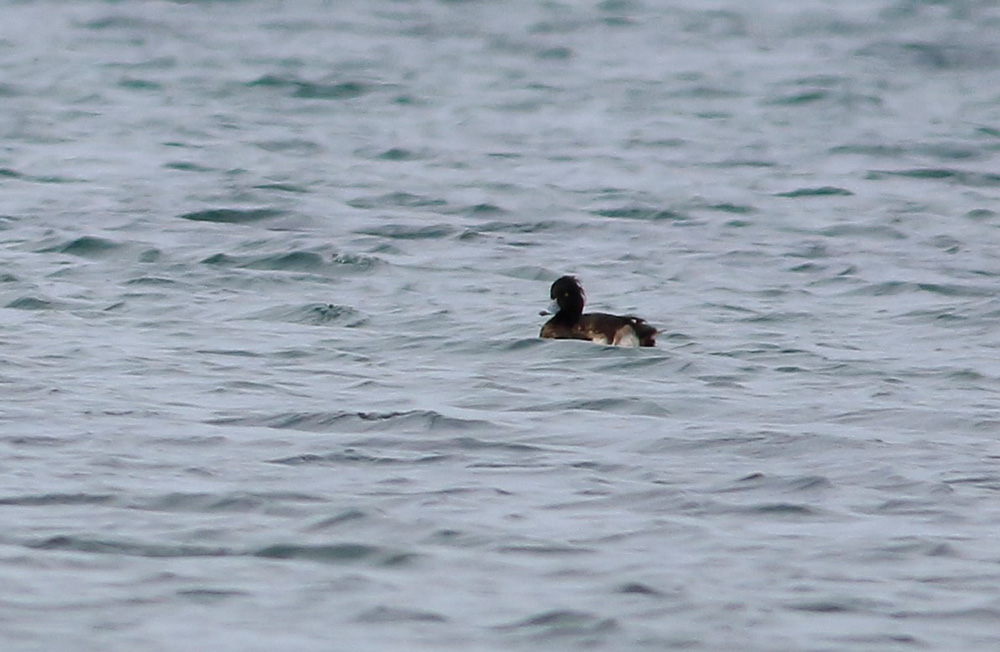 Tufted Duck