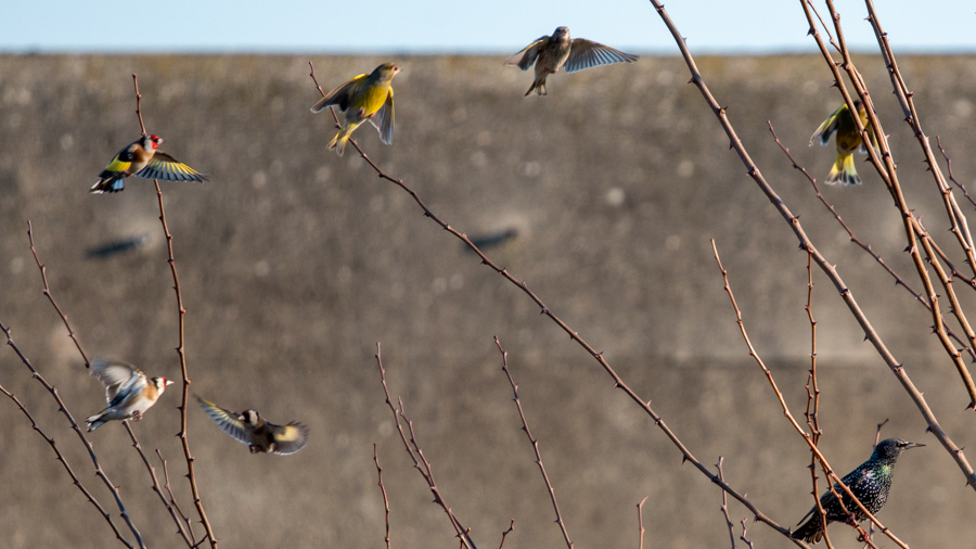European Greenfinch
