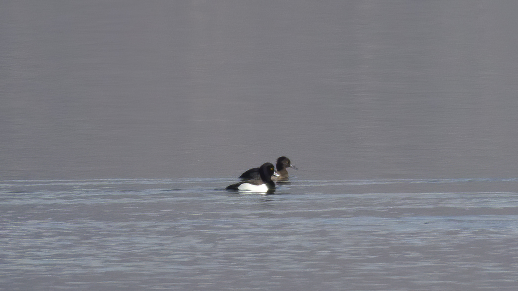Tufted Duck