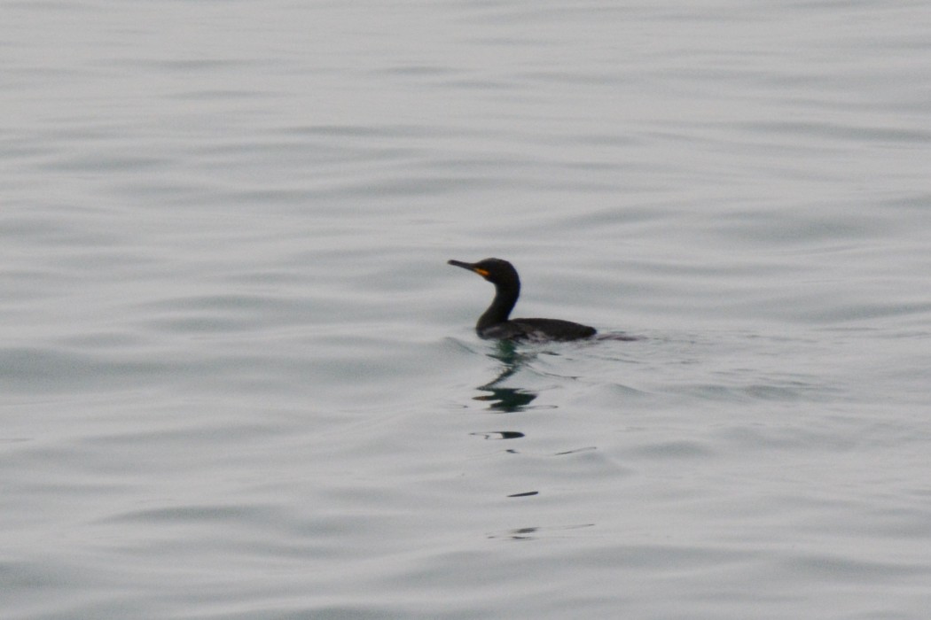 European Shag
