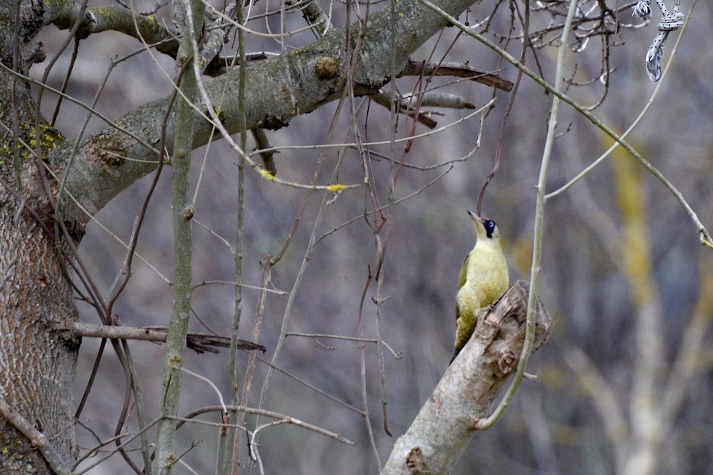 European Green Woodpecker