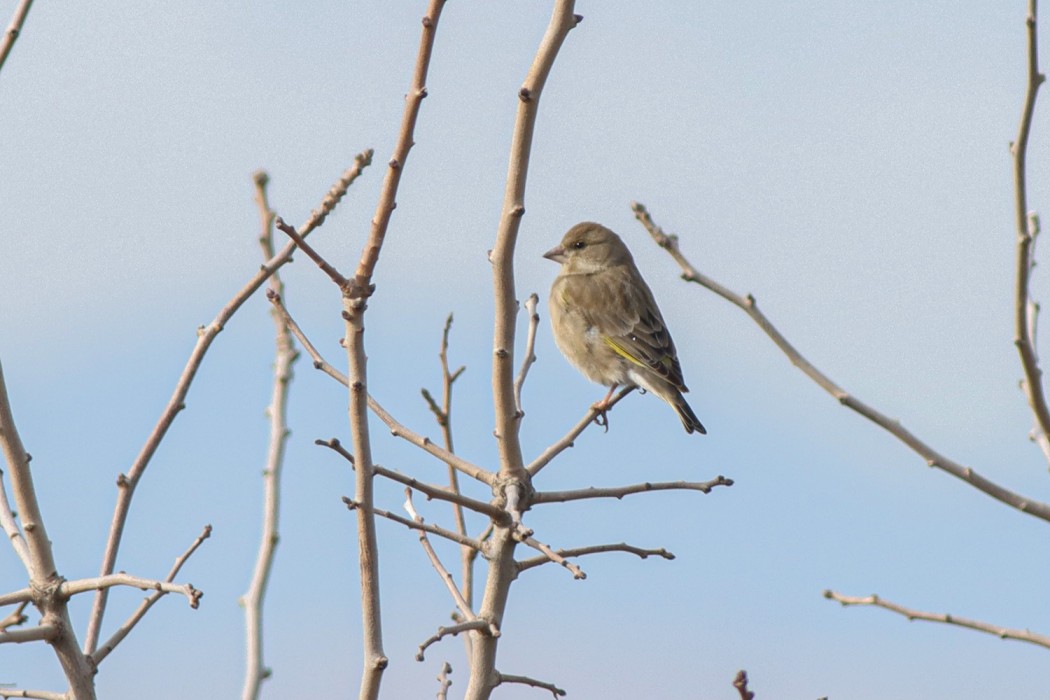 European Greenfinch