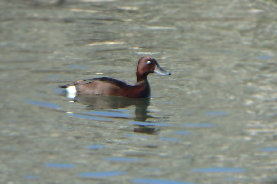 Ferruginous Duck
