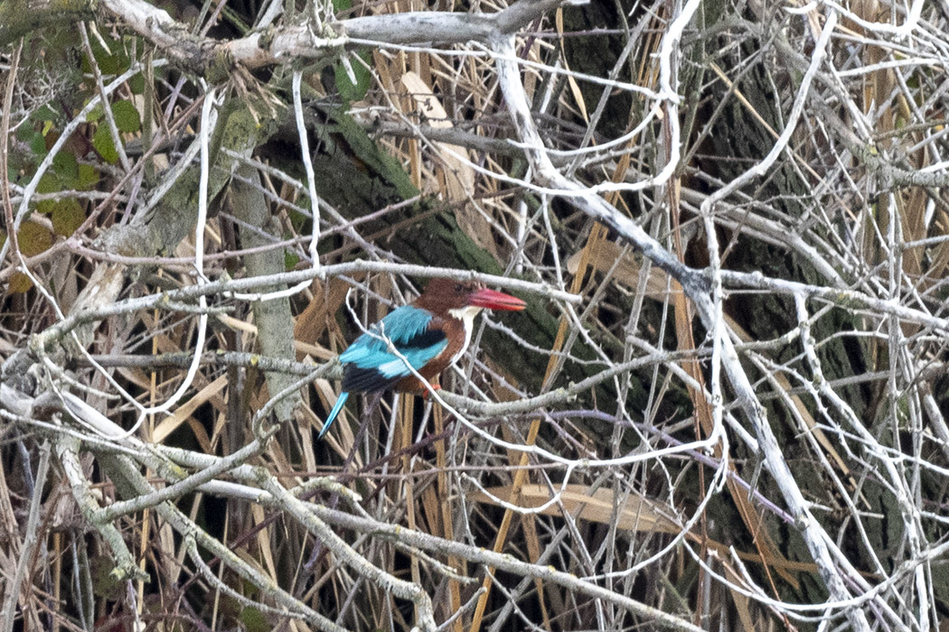 White-throated Kingfisher