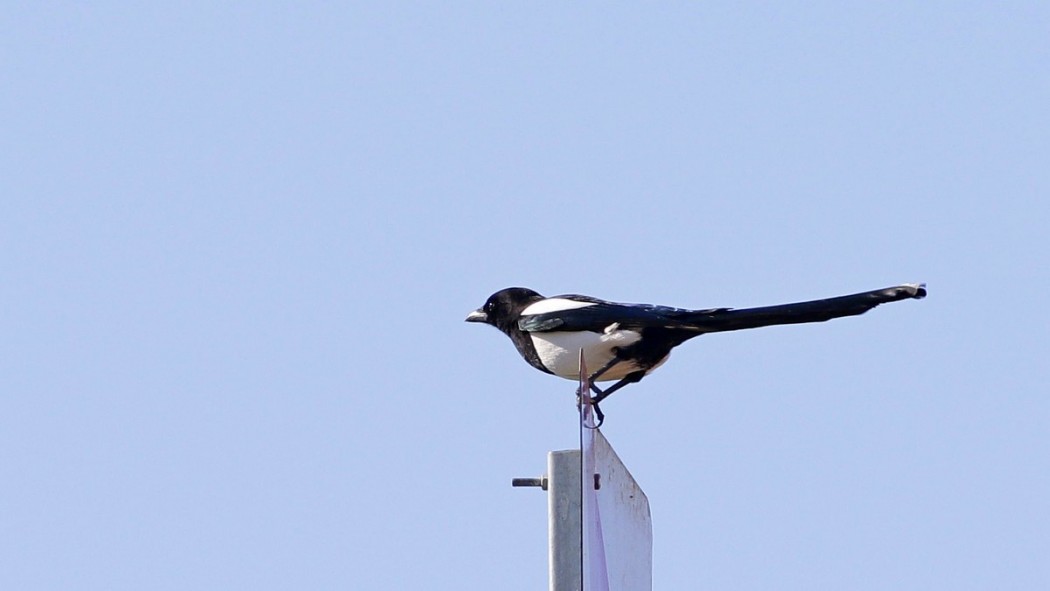 Eurasian Magpie