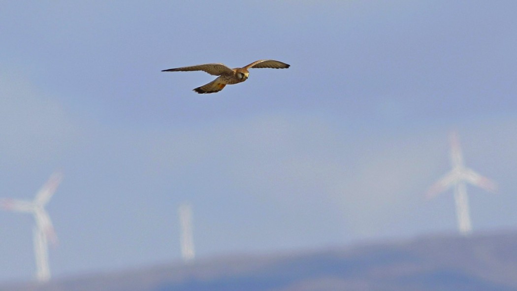 Common Kestrel