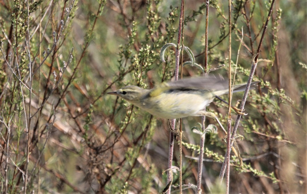 Willow Warbler
